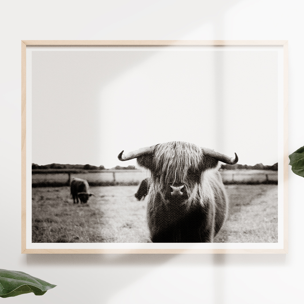 Highland Cow Wilderness And Animal Photography Modern Large Printable Wall Art Free Download Art Of Printable