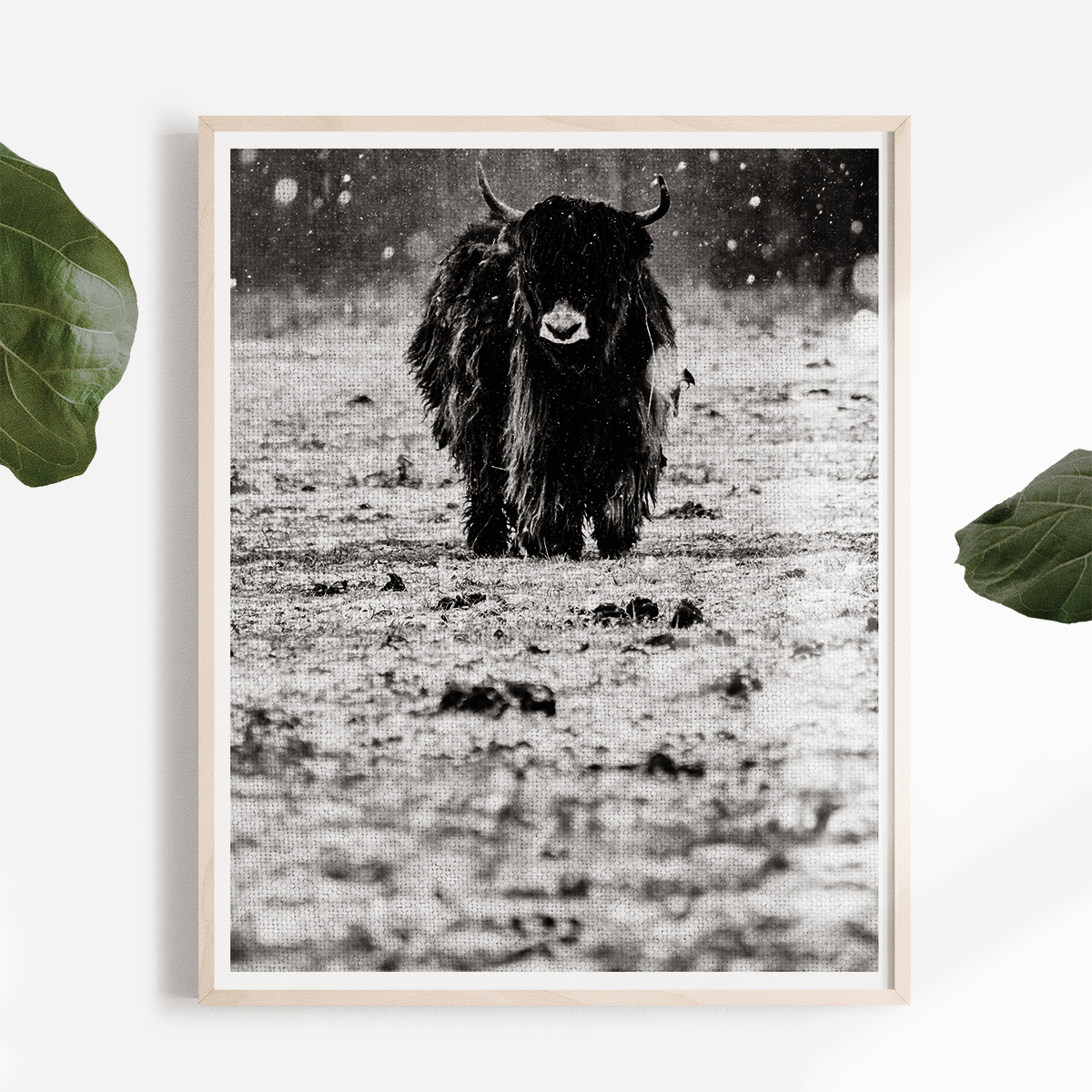 bison-cow-in-snow-free-printable-art